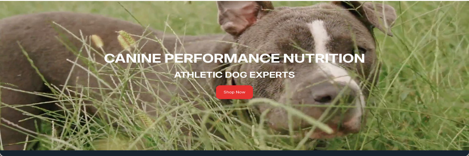 SEO + Sales Case Study Case Study:Explosive Growth for K9 Performance