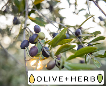 Olive and Herb